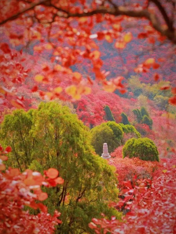 银泰证券 霜降至！中国五大红叶观赏地石门坊迎“全红时刻”，“齐鲁红叶之冠”尽显“当红不让”